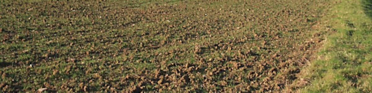 Photo "Farmland near Brinkley Looking westwards from the minor road between Brinkley and Six Mile Bottom. The line of trees in the distance follows another road which is in the adjacent square." by Bob Jones (Creative Commons Attribution-Share Alike 2.0) / Cropped from original