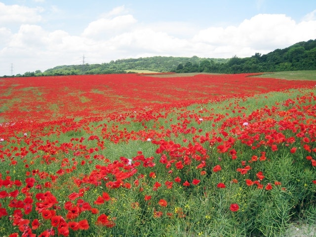 Poppy Field at Boarley Farm