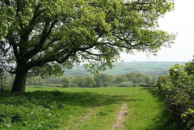 Kings Nympton: by Highridge Cross Looking south east towards Highridge Wood with an oak tree in new leaf