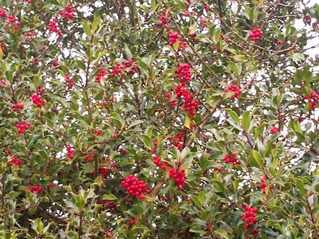 Holly, Stoney Road, Llanteg Once again a fine display of holly berries - same place every year!