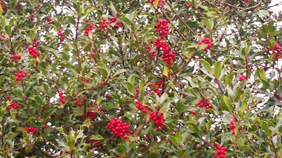 Photo "Holly, Stoney Road, Llanteg Once again a fine display of holly berries - same place every year!" by welshbabe (Creative Commons Attribution-Share Alike 2.0) / Cropped from original