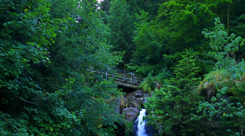 Foto ‘Triberger Wasserfälle’ van Dg-505 (CC BY) / bijgesneden versie van origineel