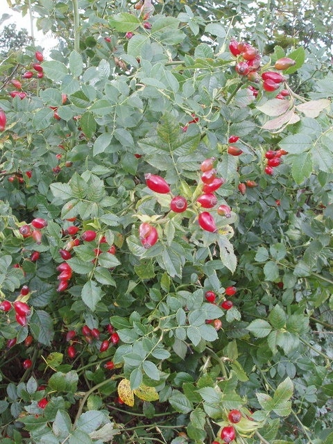 Rosehips in hedge, near Polstead.