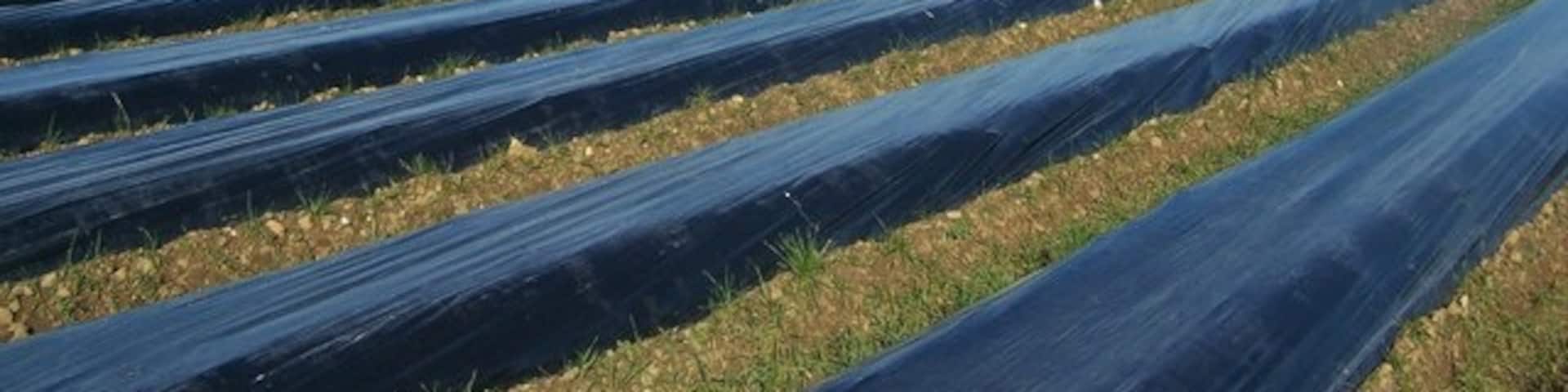 Plastic covered fields as seen from path no.MR178 from Seven Mile Lane to Teston Road. Plastic used by farmers to warm-up the land for planting in spring.