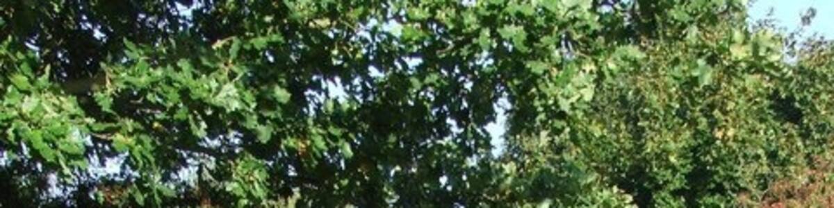 Photo "The Valley Trail Looking north along the Valley Trail near to Sudbury Suffolk." by Keith Evans (Creative Commons Attribution-Share Alike 2.0) / Cropped from original