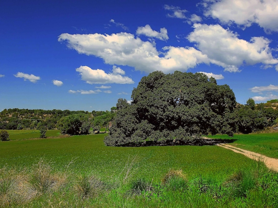 This is a a photo of a protected or outstanding tree in Catalonia, Spain, with id: