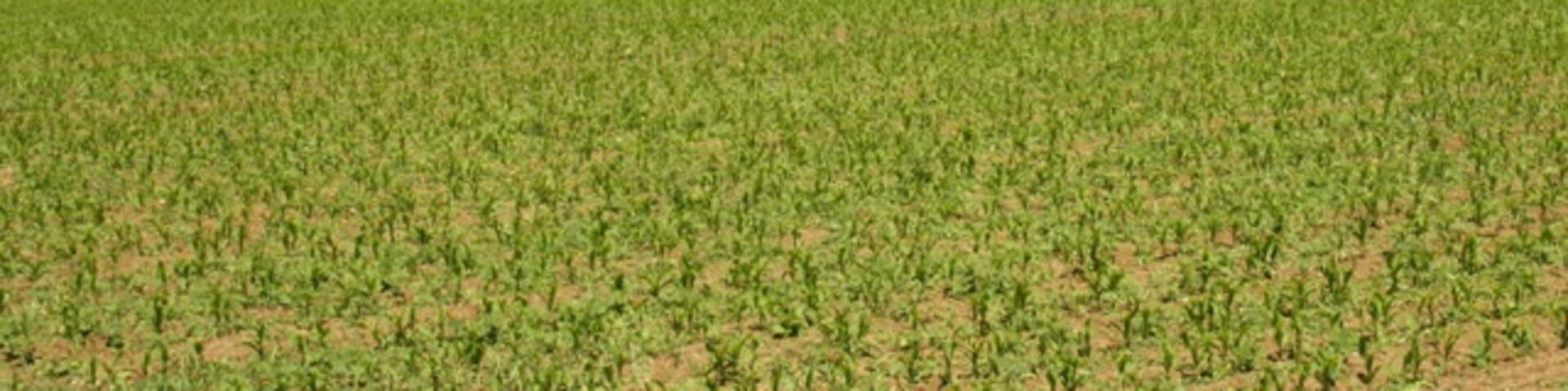 On a footpath near Tanis This year the path passes through a field of maize. At the beginning of June the plants are just a few inches high and easy to avoid as you walk the path, by the beginning of September they will be over your head. But raise your eyes while you can and see Oliver's Castle on the horizon centre screen. Easy to pick out with the small group of trees on top. SU0064