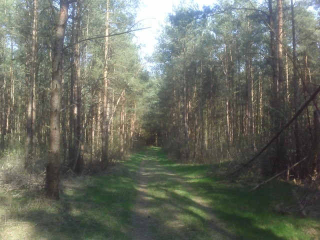 Kirchlinteln: Wald