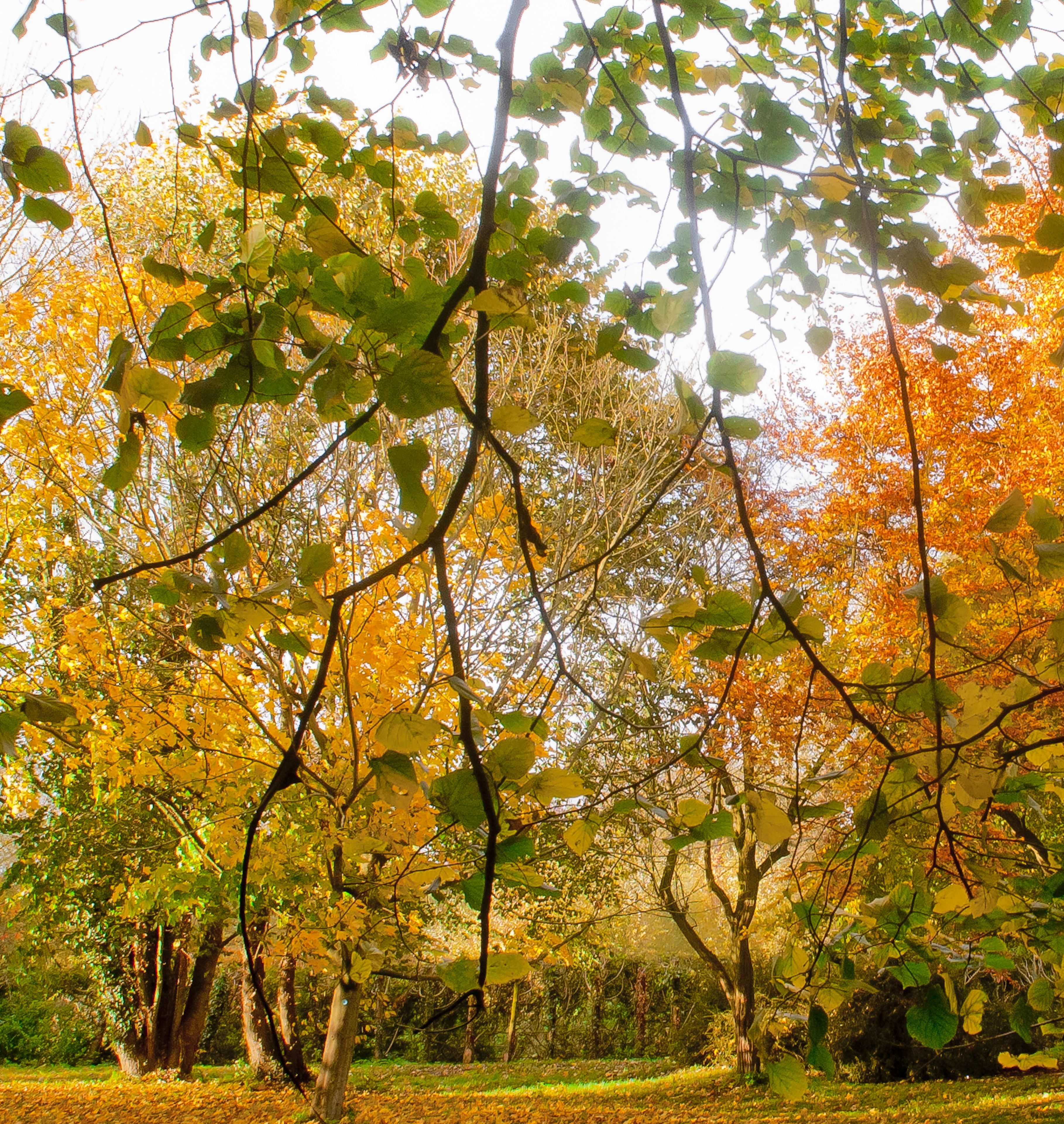 Foto “Langton” tomada por Thomas Tolkien (CC BY); recorte de la original