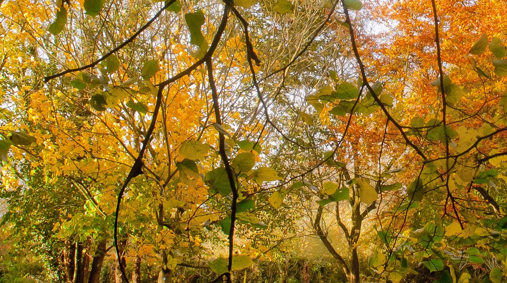 Photo "Langton" by Thomas Tolkien (CC BY) / Cropped from original