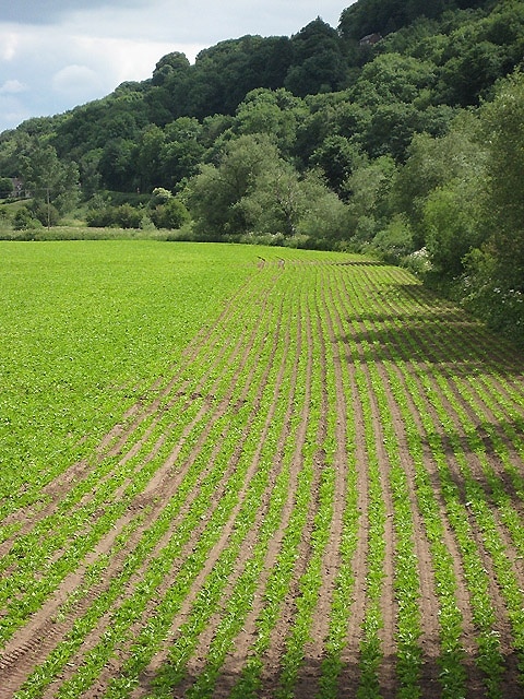 Crop field at Kerne Bridge The River Wye is to the right and the hill is Leys Hill.