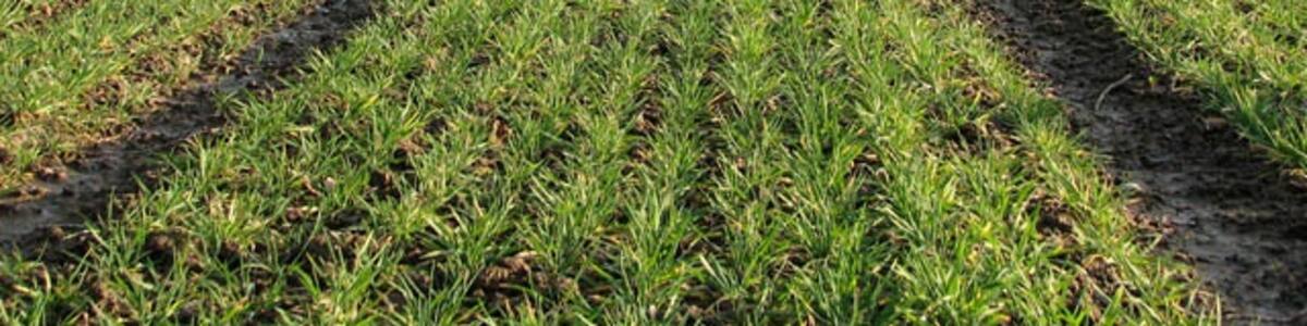 Photo "Wet tracks in cereal field. This view was taken from a public footpath which starts by the junction of the A1151 with the A149 > 1147522. It leads in southerly direction, and after traversing Cat's Common, links with Berry Hall Road in the hamlet of Pennygate." by Evelyn Simak (Creative Commons Attribution-Share Alike 2.0) / Cropped from original