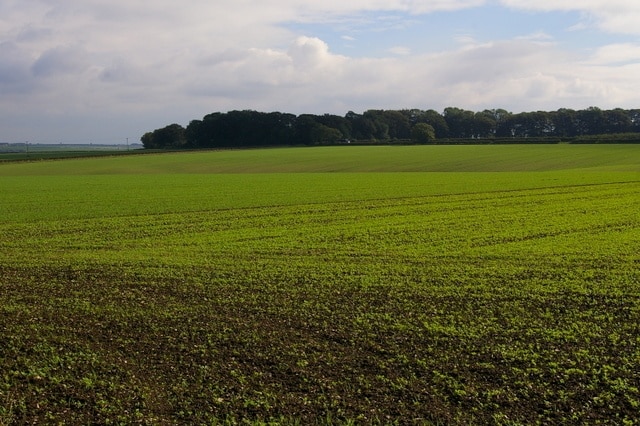 Kuva ”Cottam” käyttäjältä Charles Rispin (CC BY-SA) / rajattu alkuperäisestä kuvasta