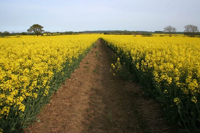 A circular walk from Redmile, (55) Farmland near Redmile and it's oilseed rape all the way! To follow this walk of about 6 miles along the canal and public footpaths, park in the village of Redmile somewhere near the Peacock Inn and walk north west out of the village to the bridge where you can gain access to the tow path. Photographs taken along the length of the walk are collected here: https://www.geograph.org.uk/search.php?i=2770823