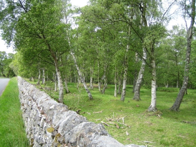 Wood near Sharperton This wood, which is mainly of silver birch, lies alongside the unclassified road to Harbottle, just west of Sharperton in the valley of the River Coquet, Coquetdale. The river, which is a Site of Special Scientific Interest (SSSI) for its entire length, is off camera about 300m to the right, and the wood may be at least in part ancient woodland.