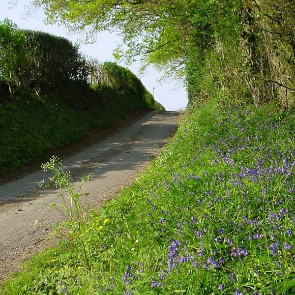 Photo "Sibdon Carwood" by Andrew Bennett (CC BY-SA) / Cropped from original