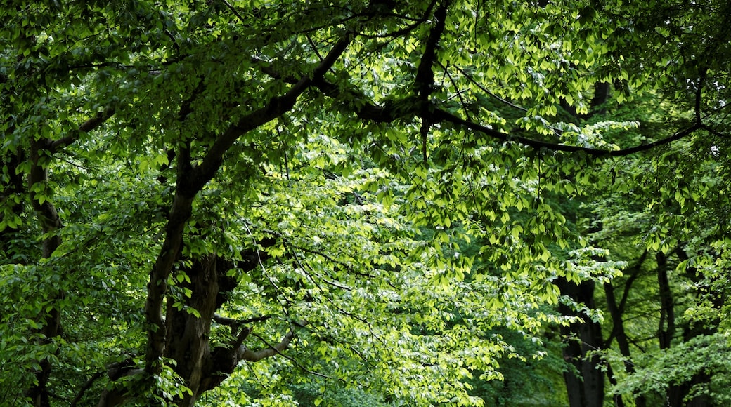 ภาพ "ป่าชายเลน์เฮทฟิลด์" โดย Acabashi (CC BY-SA) / ตัดภาพจากขนาดต้นฉบับ