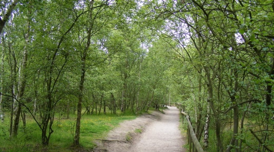 Foto "Shorne Woods Country Park" di PAUL FARMER (CC BY-SA) / Ritaglio dell’originale