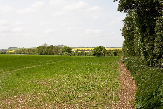 Field north of Maidenthorn Lane Looking towards North waltham from footpath (which runs within the vegetation at right).