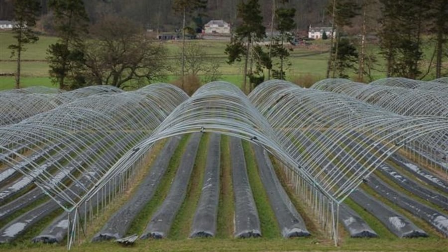 Photo "Poly tunnels This area which is known as The Carse of Gowrie is renowned for the growing of soft fruit in its fertile soil, these poly tunnels at Glendoick await the start of the new growing season." by Paul McIlroy (Creative Commons Attribution-Share Alike 2.0) / Cropped from original