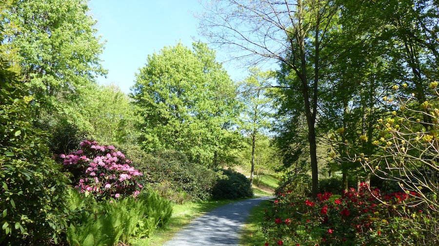 Photo "Bad Sassendorf – Kurpark - Rhododendronpark am 6. Mai 2016" by giggel (Creative Commons Attribution 3.0) / Cropped from original