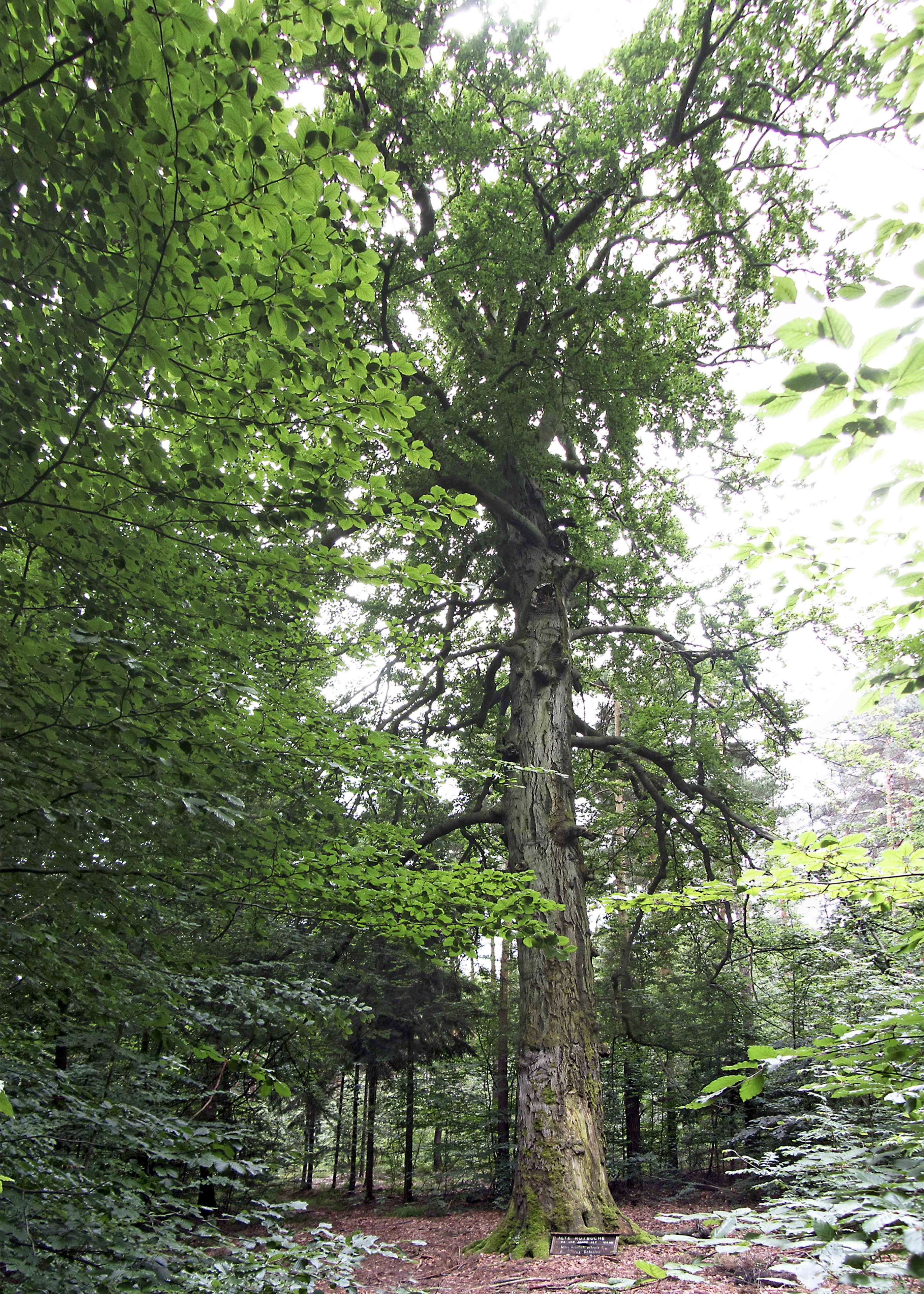 Foto "Cavertitz" por Radler59 (CC BY-SA) / Recortada de la original