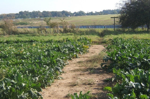 Field of beet with train in the distance Beyond the railway in the next square is Pannington Hall, well known these days as "Jimmy's Farm" in the television series.