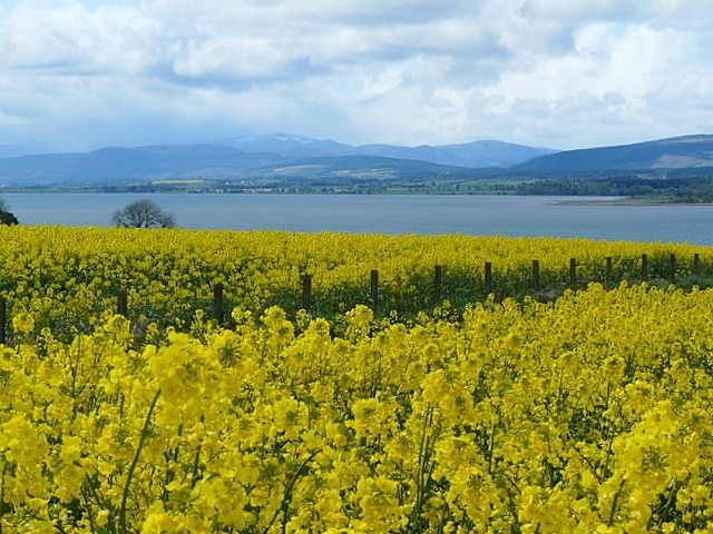 Oilseed rape field near Blackhill. Looking across Nigg Bay; May snowfall on the distant mountains!