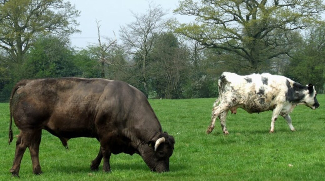 Foto „Alveley“ von Roger Kidd (CC BY-SA)/zugeschnittenes Original