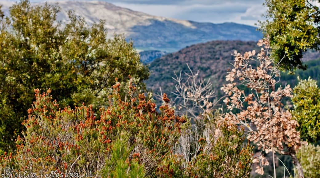 sicilia-nostra.it (CC BY) 的「帕拉佐阿德里亞諾山和索西歐谷自然保留區」相片 / 由原圖裁切