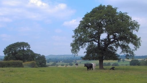 Mike Harris ๋์ "๋นํด๋ฆฌ" ์ฌ์ง(CC BY-SA) / ์๋ณธ์์ ์๋ผ๋