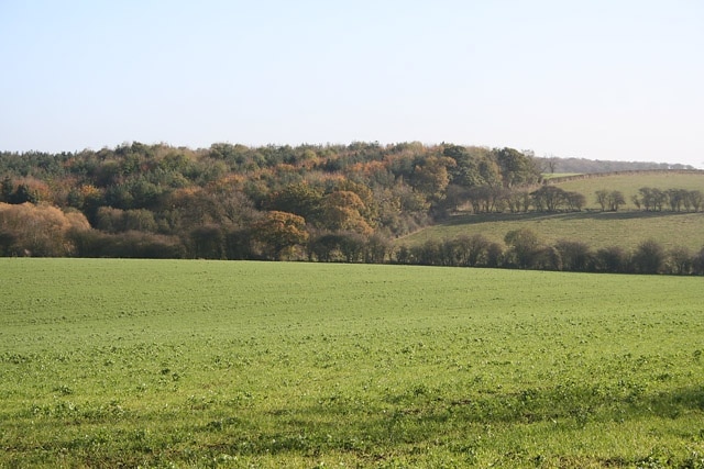 Stonesby Spinney. Looking west towards the Spinney which is in fact quite a large piece of woodland which straddles the boundary of the square.