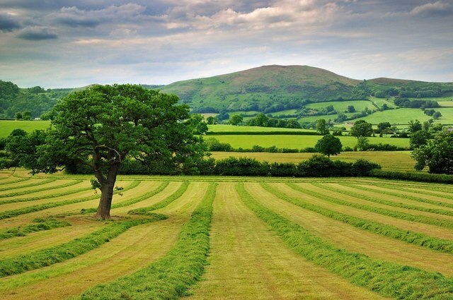 Photo "Westbury" by Rod Trevaskus (CC BY-SA) / Cropped from original