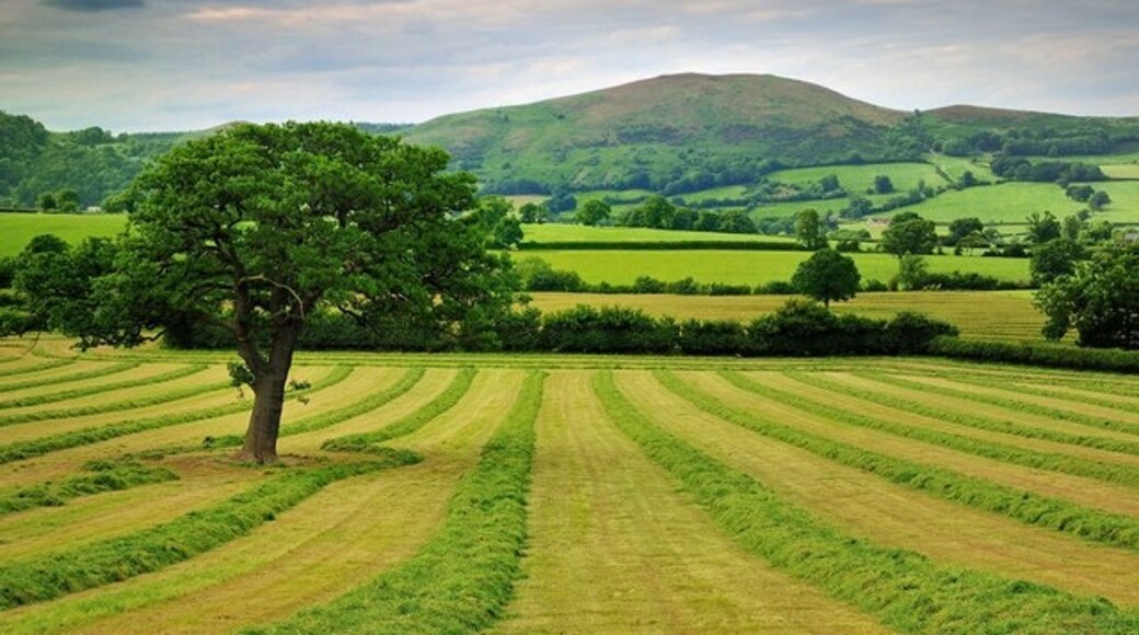 Photo "Westbury" by Rod Trevaskus (CC BY-SA) / Cropped from original