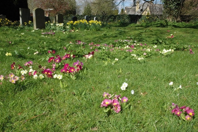 Primroses in Dorsington churchyard