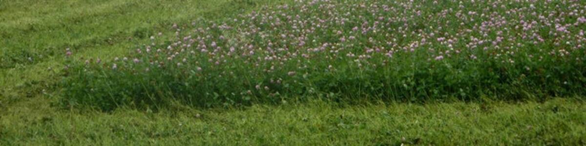 Photo "Clover cutting day One of several extensive fields of clover was being cut as I passed. Clover, as most of the pea and bean family, has root nodules that fix nitrogen into the soil." by Andrew Hill (Creative Commons Attribution-Share Alike 2.0) / Cropped from original
