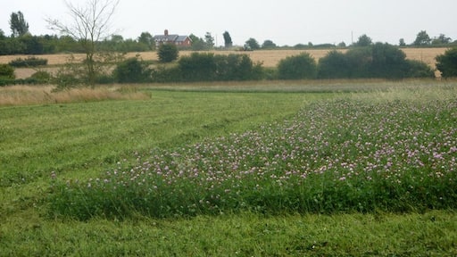 Foto „Bradfield St. Clare“ von Andrew Hill (CC BY-SA)/zugeschnittenes Original