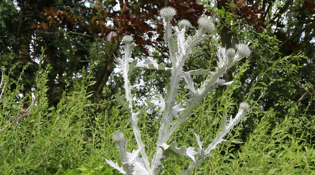 Kuva ”Mashbury” käyttäjältä Acabashi (CC BY-SA) / rajattu alkuperäisestä kuvasta