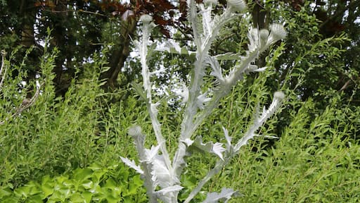 Kuva ”Mashbury” käyttäjältä Acabashi (CC BY-SA) / rajattu alkuperäisestä kuvasta