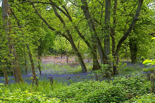 Bluebells in Castle Copse, Cranbury Park They seem to be English bluebells.