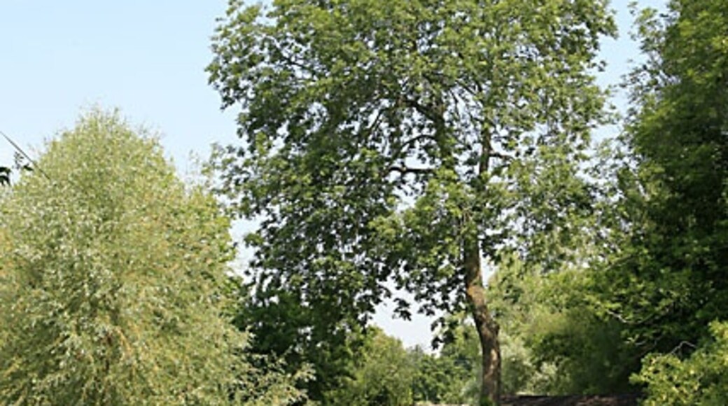 Photo "Stratford Toney" by Peter Facey (CC BY-SA) / Cropped from original