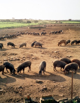 Villanueva de los Castillejos, pig farm