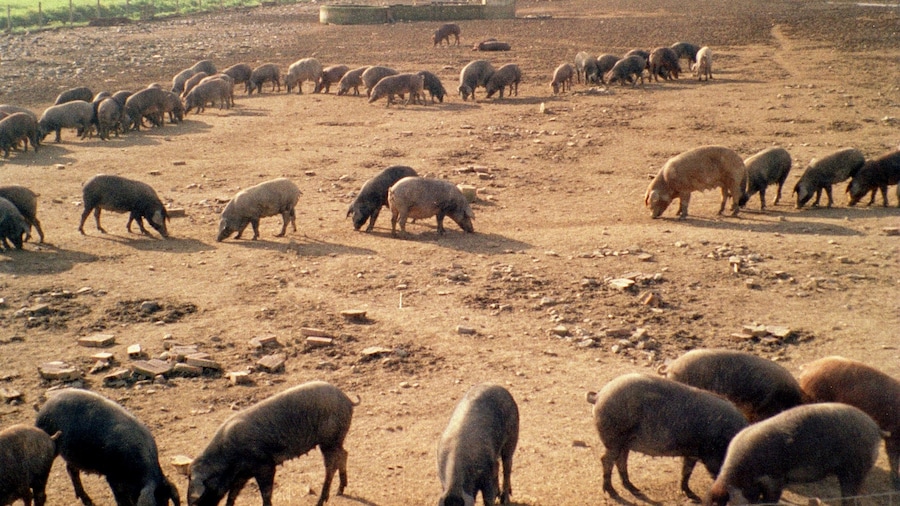 Photo "Villanueva de los Castillejos, pig farm" by Dguendel (page does not exist) (Creative Commons Attribution 3.0) / Cropped from original