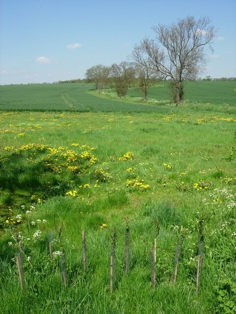 Farmland north of Coton Non-planted area between the hedge and crop and newly planted bushes to fill in the gap in the hedge.