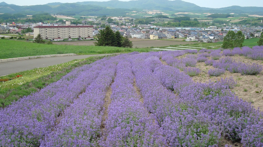 Photo "Kamifurano" by Tzuhsun Hsu (CC BY-SA) / Cropped from original