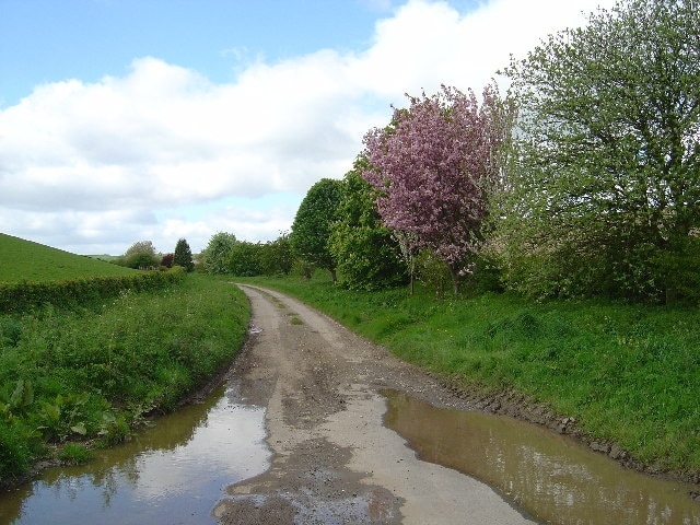 Warren Dale below Lairhill House, south west of Middleton on the Wolds, East Riding of Yorkshire, England. Specimen trees planted along the roadside in Warren Dale