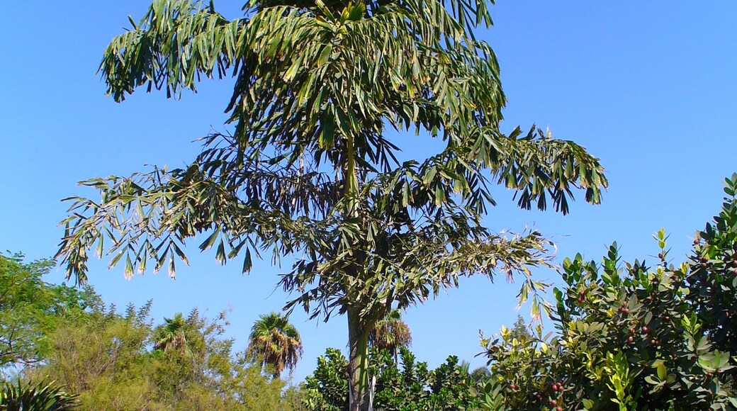 Foto "Campo Internacional Maspalomas" di H. Zell (CC BY-SA) / Ritaglio dell’originale