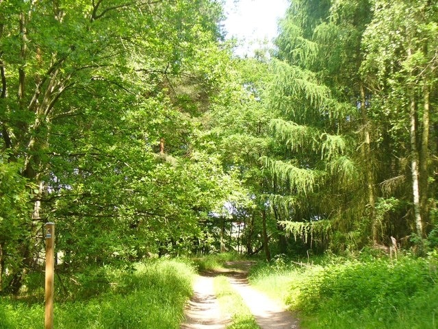 Bergholz - Waldweg