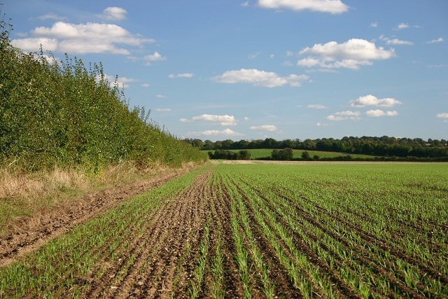 Field at Pampisford A farm track runs along the left side of the hedgerow, leading to farmland between the A505 and the A11.