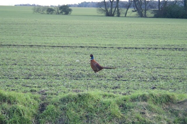 Cocksure. A pheasant struts about on land where shooting is not allowed